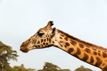 Wall Mural - giraffe in africa