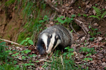 Sticker - european badger , meles meles, Czech republic