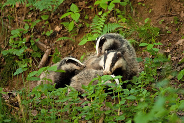 Sticker - european badger , meles meles, Czech republic