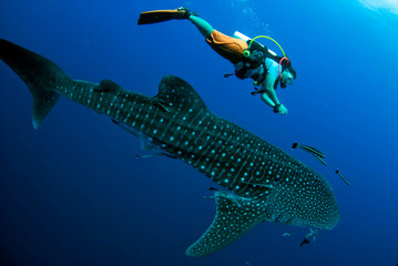 Surprised divers with whale sharks.