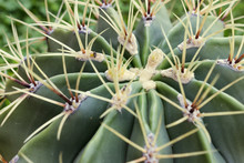 Barbed Crown Cactus Echinopsis