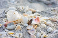 Sea Shells On The Beach