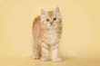 Lovely redhead kitten on a creamy background. Kitten standing.