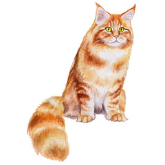  Watercolor. Maine Coon Cat Breed. Illustration