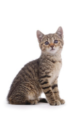 Naklejka na meble portrait chaton tigré sur fond blanc