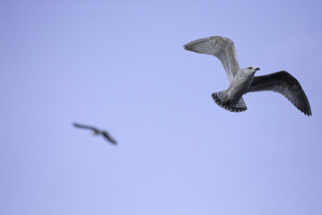 Black-headed gull flying over head searching for food