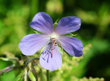 A Flower Of A Forest Geranium In The Grass, Macrophoto.
