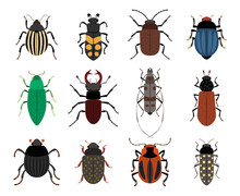 Collection Of Cute Beetles