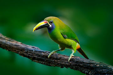 Wall Mural - Blue-throated Toucanet, Aulacorhynchus prasinus, green toucan bird in the nature habitat, exotic animal in tropical forest, Mexico. Wildlife scene from nature. Exotic bird, tropic forest. Small toucan