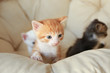 Cute little kittens in cat bed at home