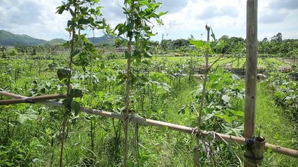 Wall Mural - Agricultural field