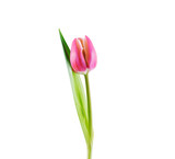 Fototapeta Tulipany - Pink tulip flowers 