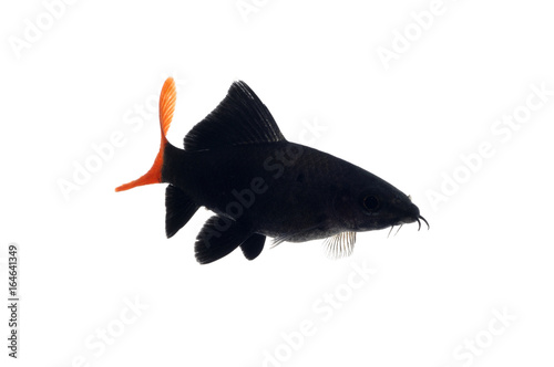 レッドテールブラックシャーク Stock Photos And Royalty Free Images Vectors And Illustrations Adobe Stock