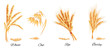Ears of wheat, oat, rye and barley. Vector illustration.