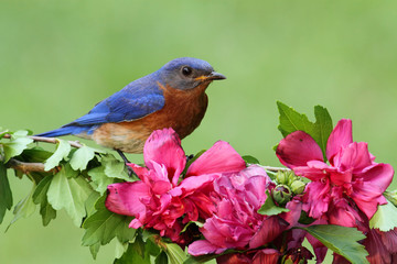 Male Eastern Bluebird