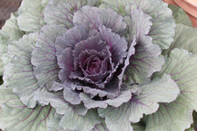 Close Up Of Brassica Olerace Purple And Green Ornamental Cabbage Plant