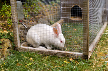 White pet rabbit