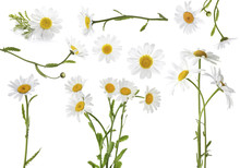 Collage Of Beautiful Chamomile Flowers On White Background