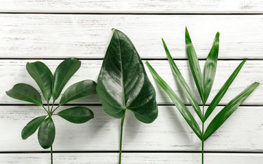 Wall Mural - Tropical leaves on wooden background