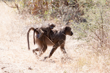 Wall Mural - Mother baboon and baby