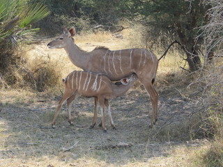 Wall Mural - Kudu mother with baby suckling