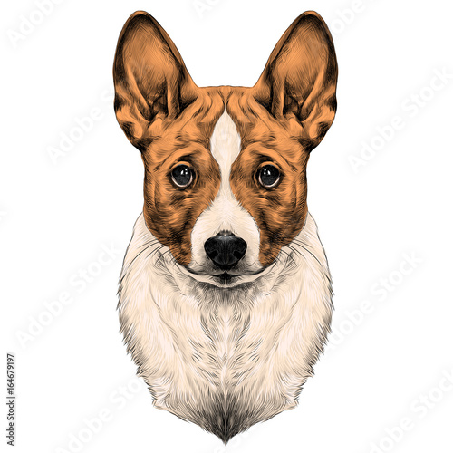 Fotografie, Obraz the dog breed Basenji head sketch vector graphics color picture