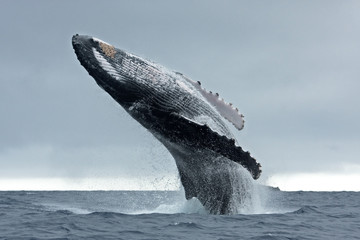 humpback whale, megaptera novaeangliae, Tonga, Vava'u island