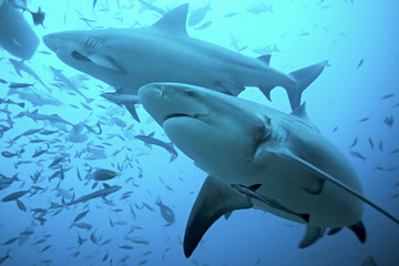 Poster - bull shark, carcharhinus leucas, Beqa lagoon, Fiji