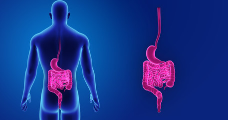 Stomach and intestine zoom with body posterior view