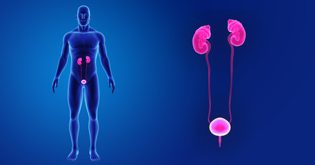 Wall Mural - Urinary system zoom with body anterior view