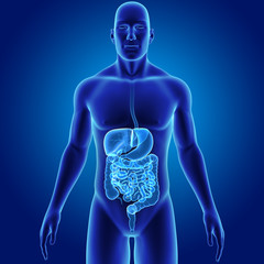 Wall Mural - Digestive system with body anterior view