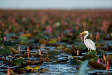 intermediate egret or plumed egret in wetlands thale noi, one of the country's largest wetlands cove