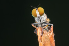 Er Fly With Prey / Close-Up Of The Beautiful Robber Fly (selective Focus)