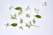 Set of jasmine flowers on white background