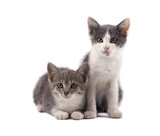 Fototapeta Koty - Two cute grey kittens isolated on white background