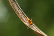 Bug on dry leaf