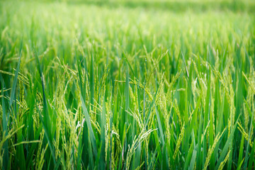 Wall Mural - grass rice field green seed  blue sky