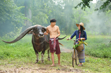 Wall Mural - Handsome and beautiful woman thai traditional culture with buffalo,Thailand