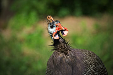 Ugly but funny turkey portrait
