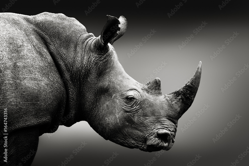 Highly alerted rhinoceros monochrome portrait. Fine art, South Africa. Ceratotherium simum - obrazy, fototapety, plakaty 