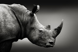 Fototapeta Zwierzęta - Highly alerted rhinoceros monochrome portrait. Fine art, South Africa. Ceratotherium simum