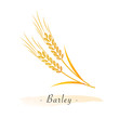 Colorful watercolor texture vector healthy vegetable barley