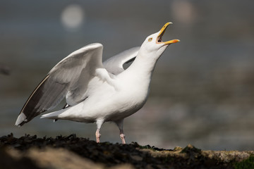 Wall Mural - Herring Gull, Sea  Gull, Gulls