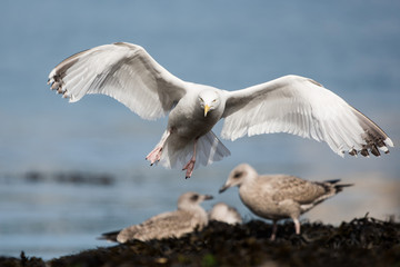 Wall Mural - Herring Gull, Sea  Gull, Gulls