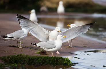 Wall Mural - Herring Gull, Sea  Gull, Gulls