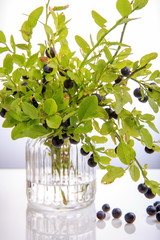 Wall Mural - Fresh forest berry, Blueberries on twigs in a vase on a white background