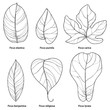 Vector set with outline ornamental Ficus leaf isolated on white background. Closeup Ficus ornate foliage in contour style in black for tropical summer design and coloring book.