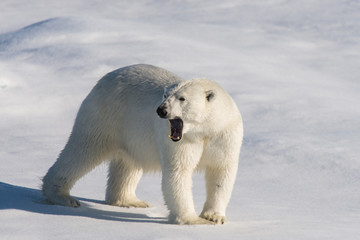 Wall Mural - polar bear on the pack ice