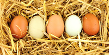 Free Range Hens Eggs On Straw Background