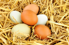 Free Range Hens Eggs On Straw Background
